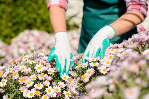 Healthy green lawn care in Richmond upon Thames garden