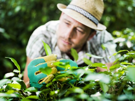 Soft landscaping with trees and shrubs in Richmond upon Thames